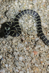 Lycodon flavozonatus