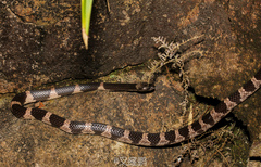 Lycodon futsingensis