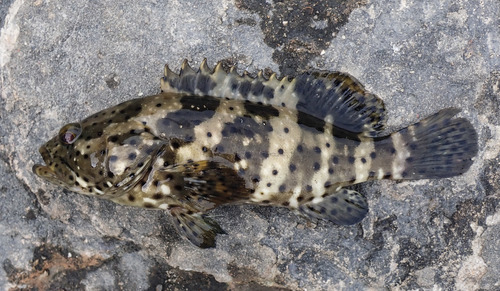 Blackspot cod (Epinephelus malabaricus) — Serranidae