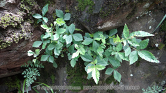 Potentilla dickinsii