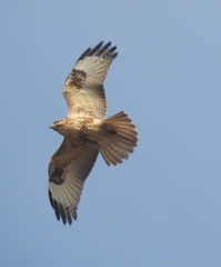 Buteo japonicus