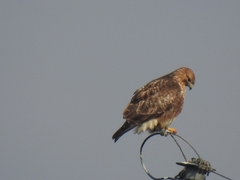 Buteo japonicus