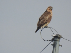 Buteo japonicus
