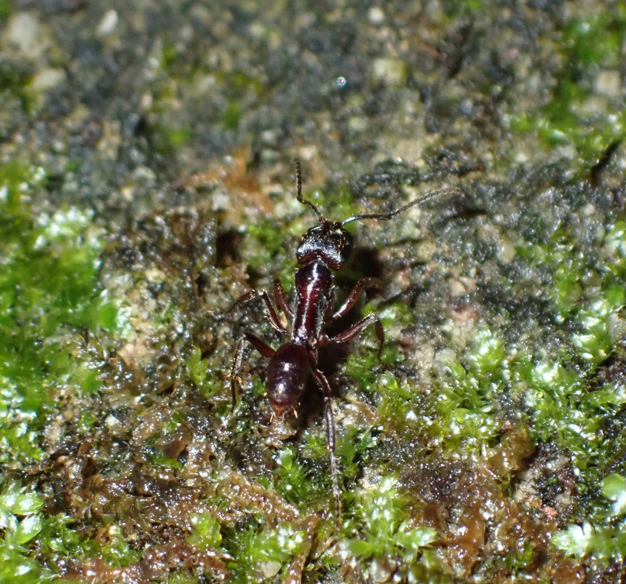 Odontoponera transversa