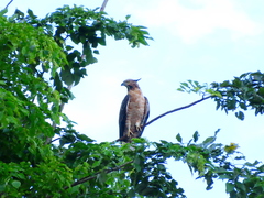 Pernis ptilorhynchus torquatus