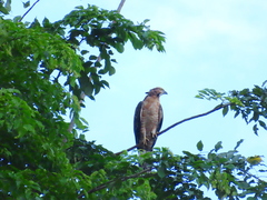 Pernis ptilorhynchus torquatus