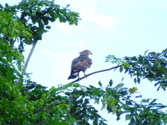 Pernis ptilorhynchus torquatus