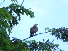 Pernis ptilorhynchus torquatus