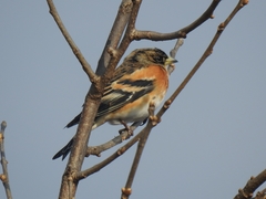 Fringilla montifringilla