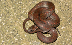 Hebius