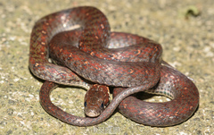 Hebius