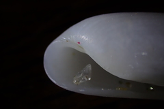 Cylichna thetidis