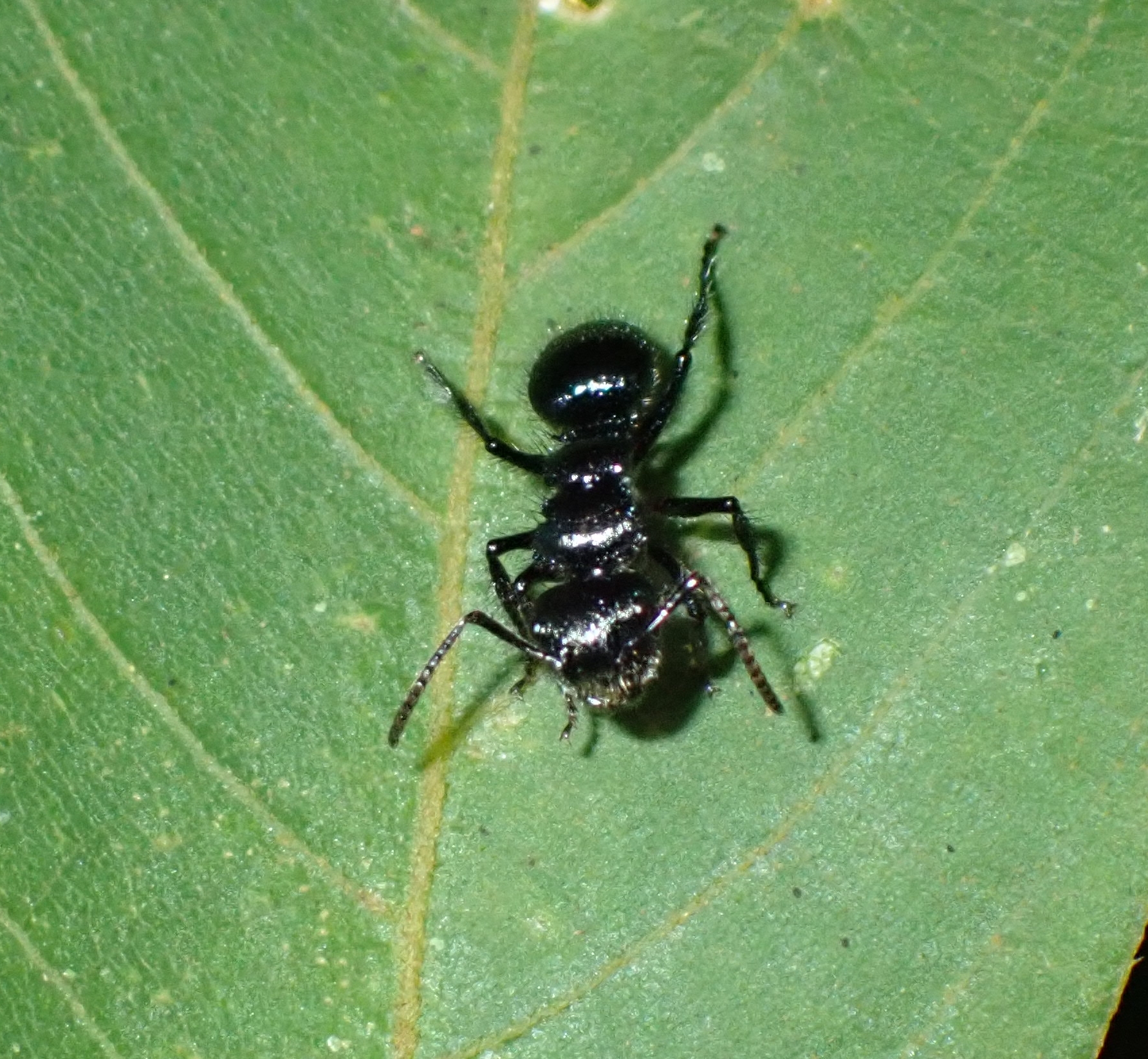 Echinopla striata