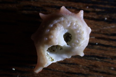 Astraea heliotropium