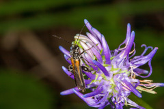 Oedemera pthysica