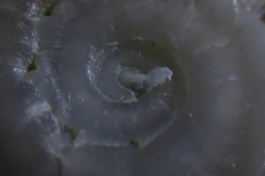 Astraea heliotropium