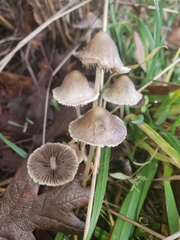 Psathyrella gracilis