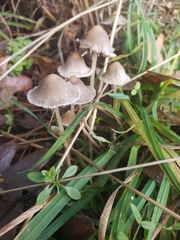 Psathyrella gracilis