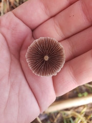 Psathyrella gracilis