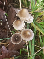 Psathyrella gracilis