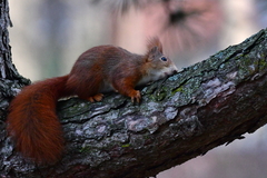 Sciurus vulgaris