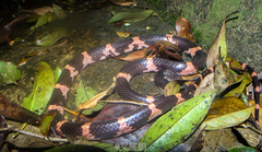 Lycodon futsingensis