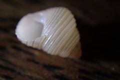 Roseaplagis rufozona