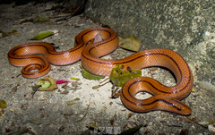 Oreocryptophis porphyraceus