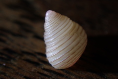 Roseaplagis rufozona