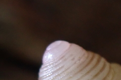 Roseaplagis rufozona