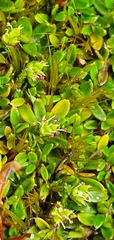 Actinotus novae-zelandiae
