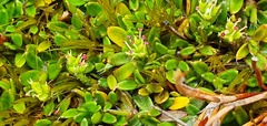 Actinotus novae-zelandiae