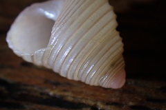 Roseaplagis rufozona