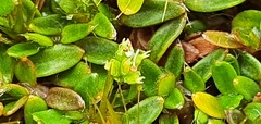Actinotus novae-zelandiae