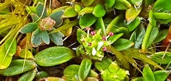 Actinotus novae-zelandiae