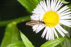 Oedemera pthysica