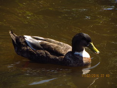 Anas platyrhynchos domesticus