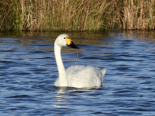 Cisne chico (Cygnus columbianus)