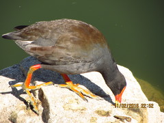 Gallinula tenebrosa
