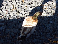 Anas platyrhynchos domesticus