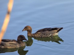 Chenonetta jubata