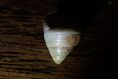 Micrelenchus sanguineus