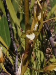 Eulophia tristis