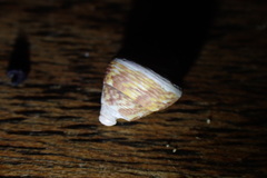 Micrelenchus sanguineus