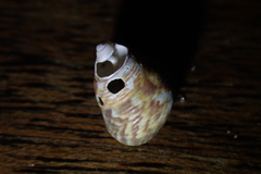 Micrelenchus sanguineus