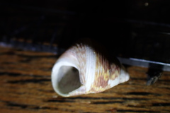 Micrelenchus sanguineus