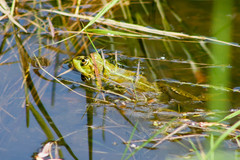 Pelophylax