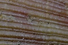 Talochlamys gemmulata