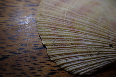 Talochlamys gemmulata