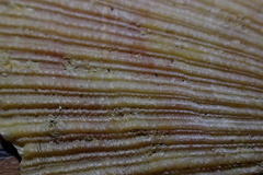 Talochlamys gemmulata